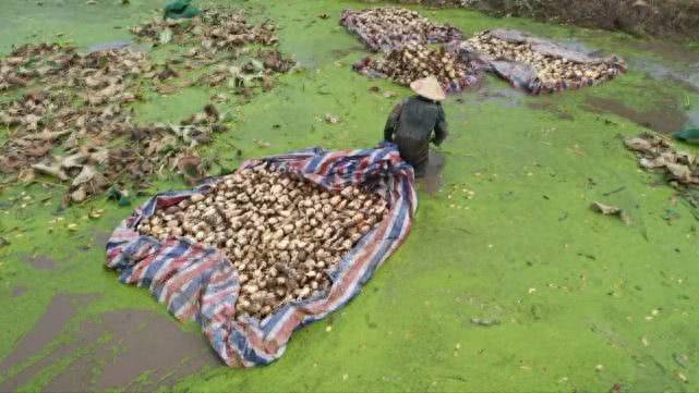 莲藕怎样种植技术