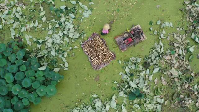 莲藕怎样种植技术