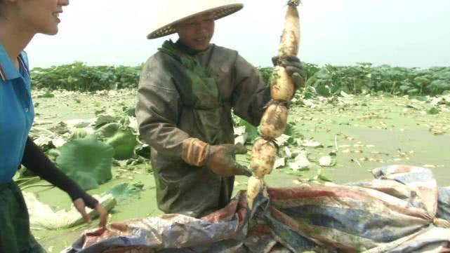 莲藕怎样种植技术