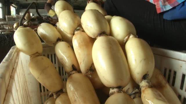 莲藕怎样种植技术