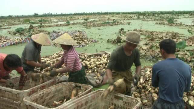 莲藕怎样种植技术
