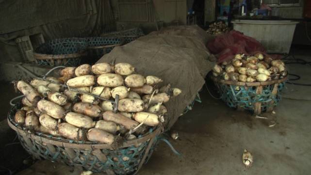 莲藕怎样种植技术