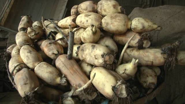 莲藕怎样种植技术