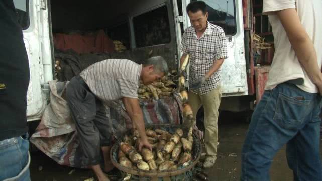 莲藕怎样种植技术