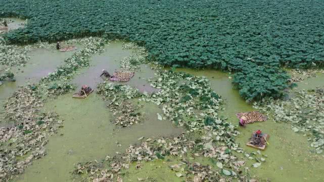 莲藕怎样种植技术