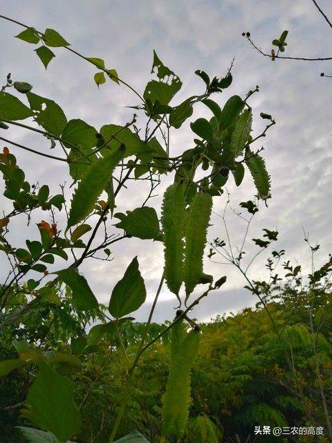 四棱豆的种植技术