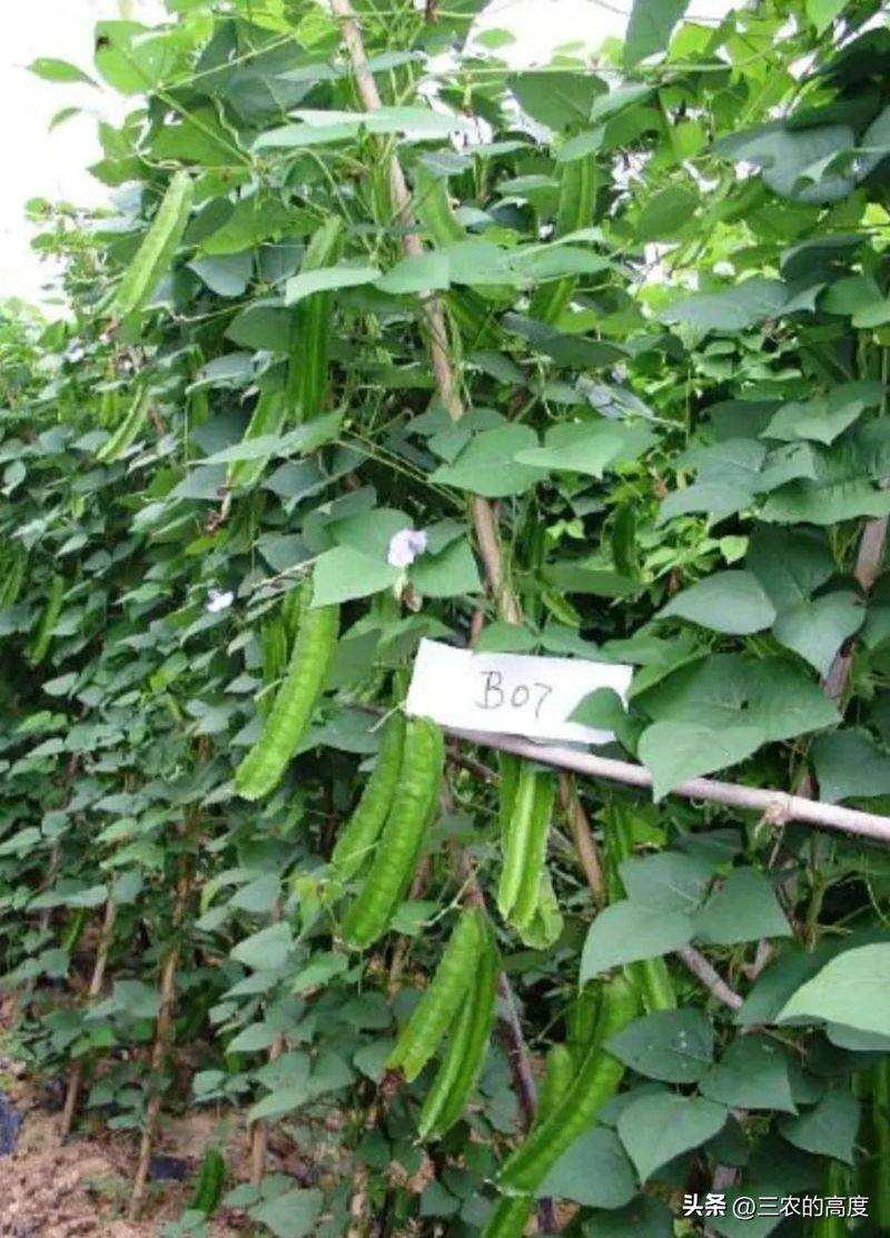 四棱豆的种植技术