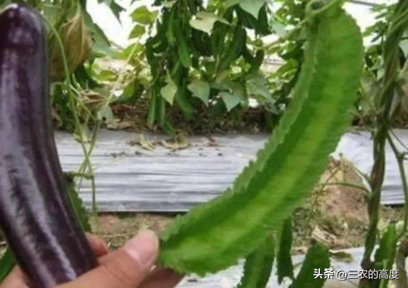 四棱豆的种植技术