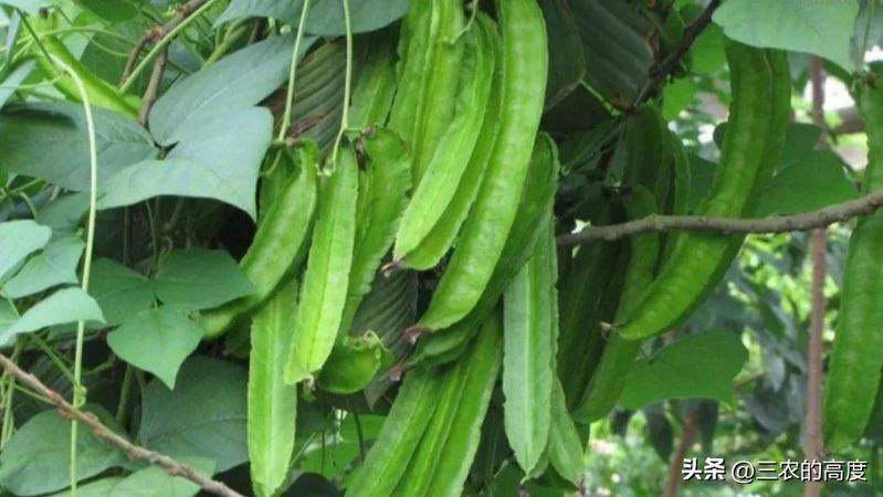 四棱豆的种植技术