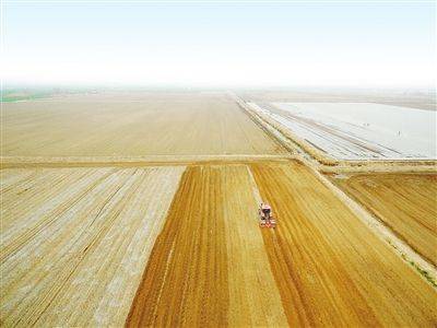 莲藕怎样种植技术