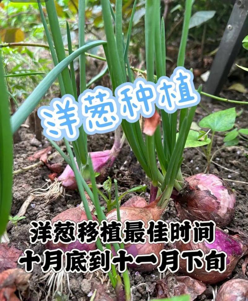 幼儿园洋葱的种植方法