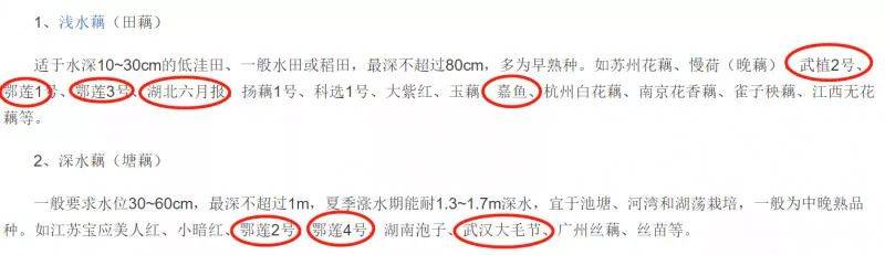 莲藕怎样种植技术