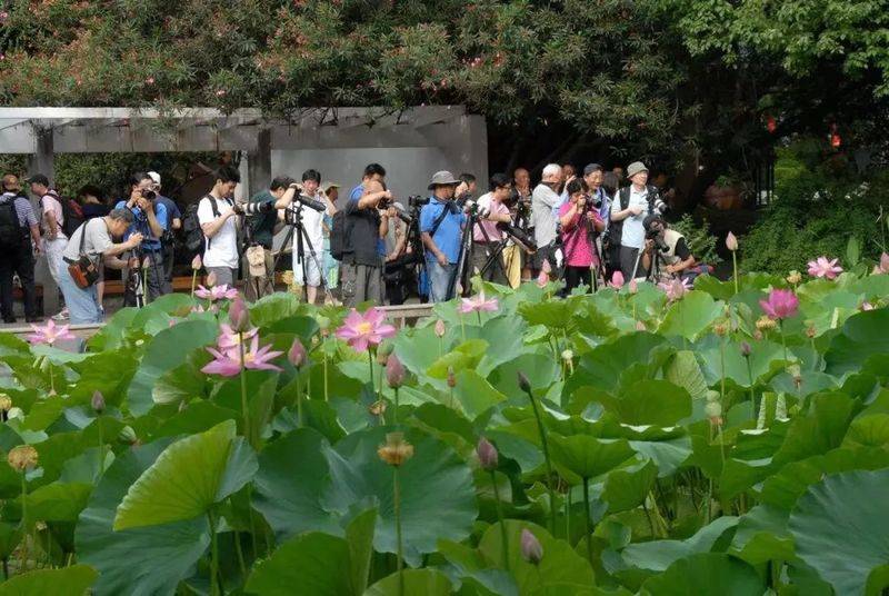 莲藕怎样种植技术
