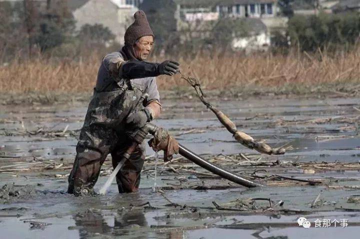 莲藕怎样种植技术