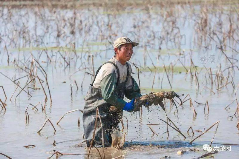 莲藕怎样种植技术
