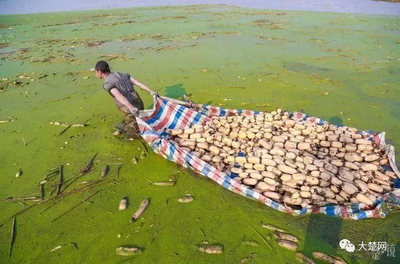 莲藕怎样种植技术