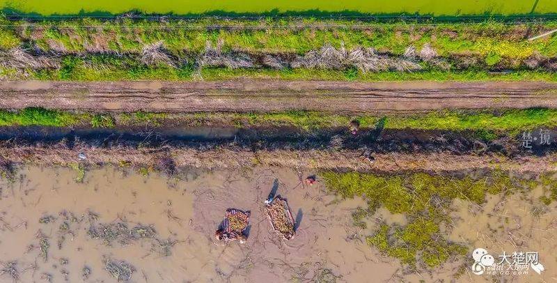 莲藕怎样种植技术