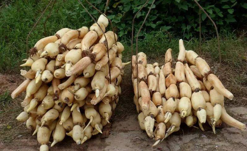 莲藕怎样种植技术