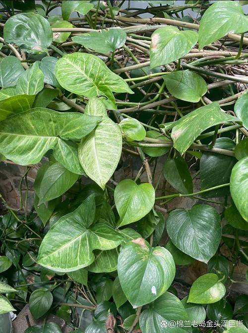 Methodologies and care for leeching