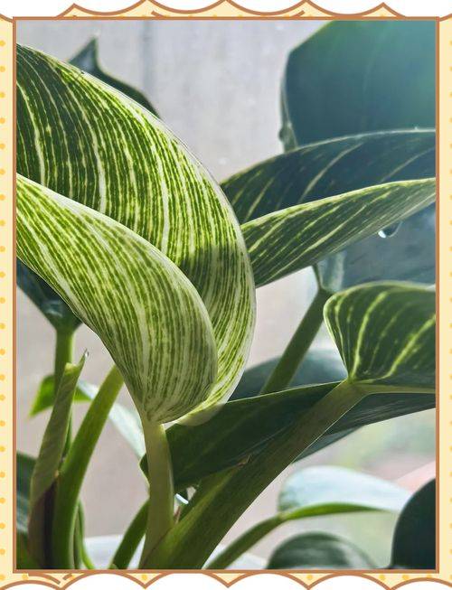 Methodologies and care for leeching