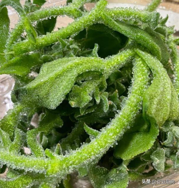 四棱豆的种植技术