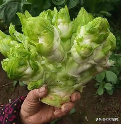 四棱豆的种植技术