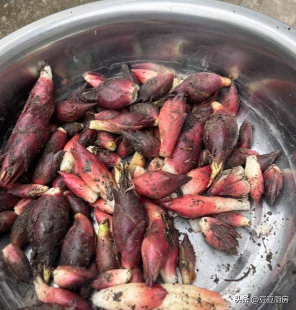 四棱豆的种植技术