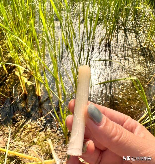 四棱豆的种植技术