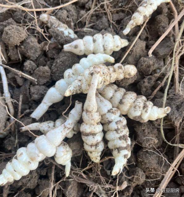 四棱豆的种植技术