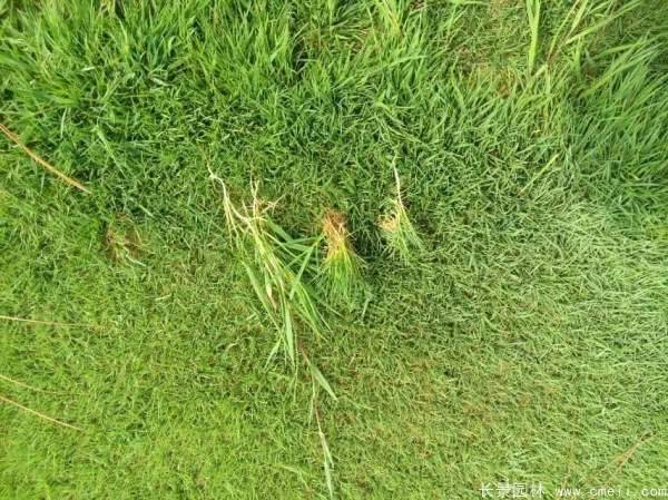 What plants can we plant in wetlands
