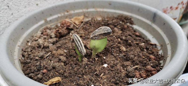 Greenhouse watermelon cultivation techniques