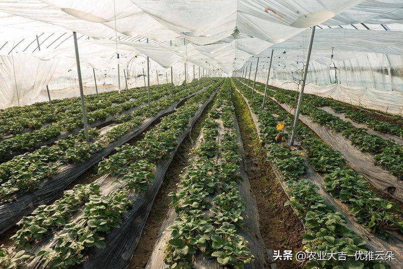 Greenhouse watermelon cultivation techniques