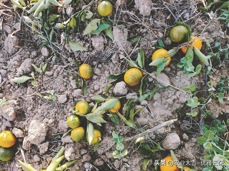 Greenhouse watermelon cultivation techniques