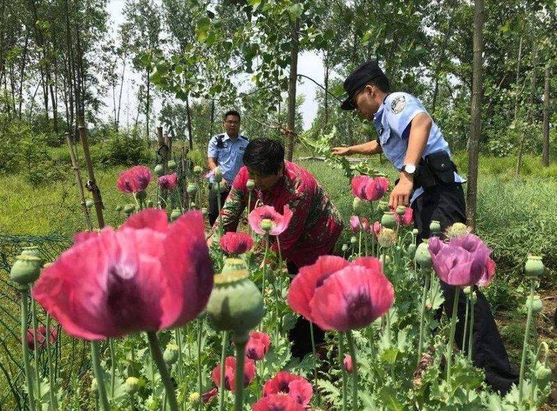 罂粟种植方法