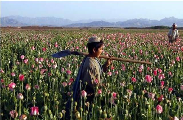 罂粟种植方法