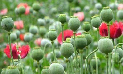 罂粟种植方法