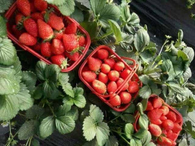 Strawberry cultivation on the balcony