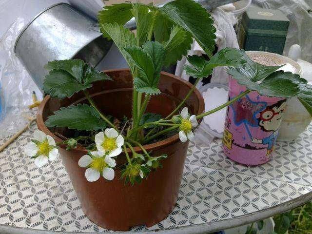 Strawberry cultivation on the balcony