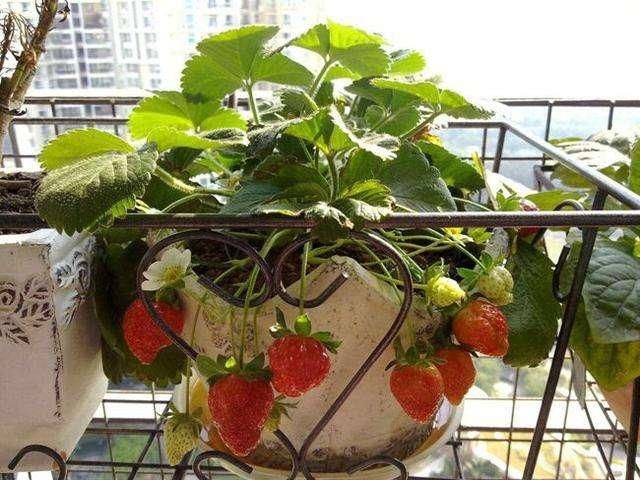 Strawberry cultivation on the balcony