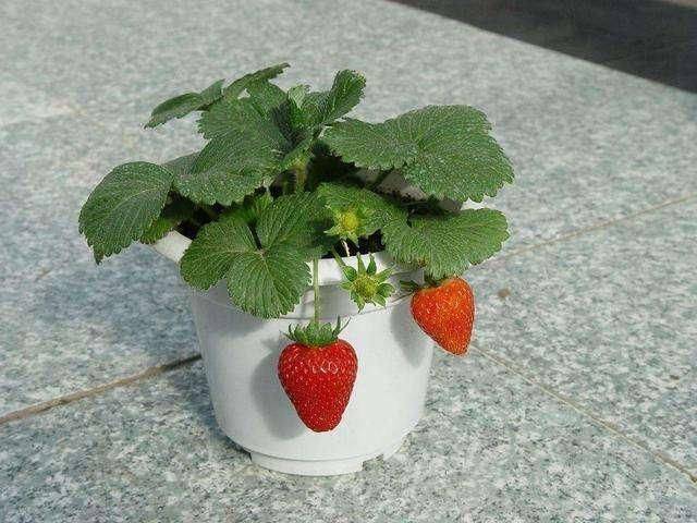 Strawberry cultivation on the balcony