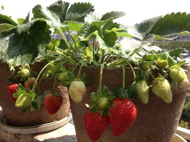 Strawberry cultivation on the balcony