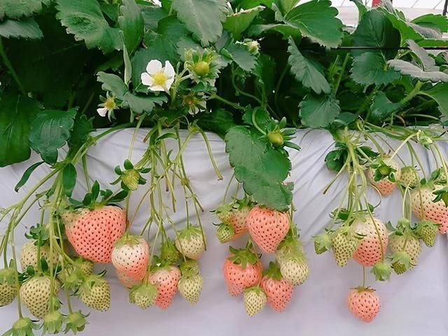 Strawberry cultivation on the balcony