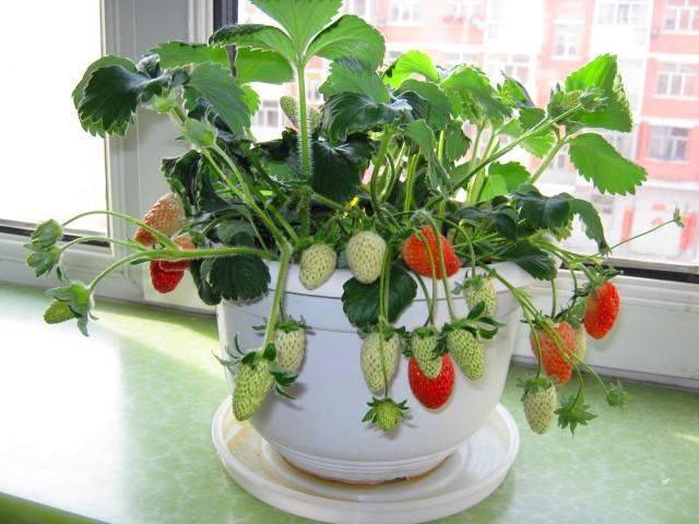 Strawberry cultivation on the balcony