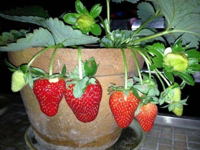 Strawberry cultivation on the balcony