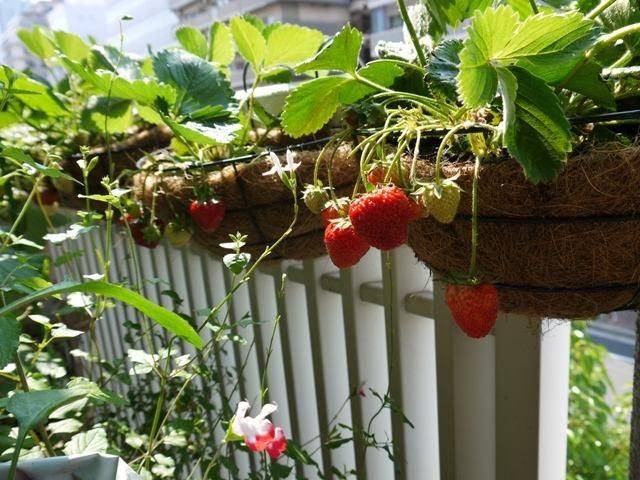 Strawberry cultivation on the balcony
