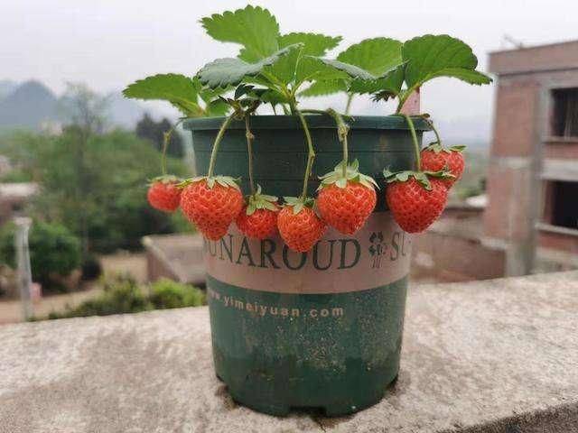 Strawberry cultivation on the balcony