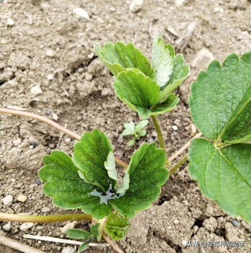 Strawberry planting methods