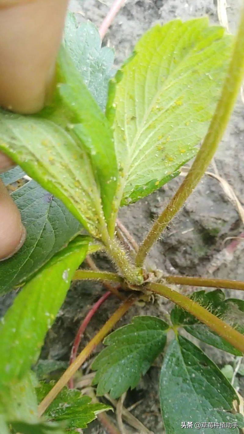 Strawberry planting methods