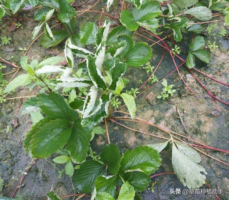 Strawberry planting methods