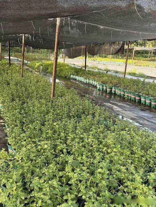 Aqueous cabbage cultivation techniques